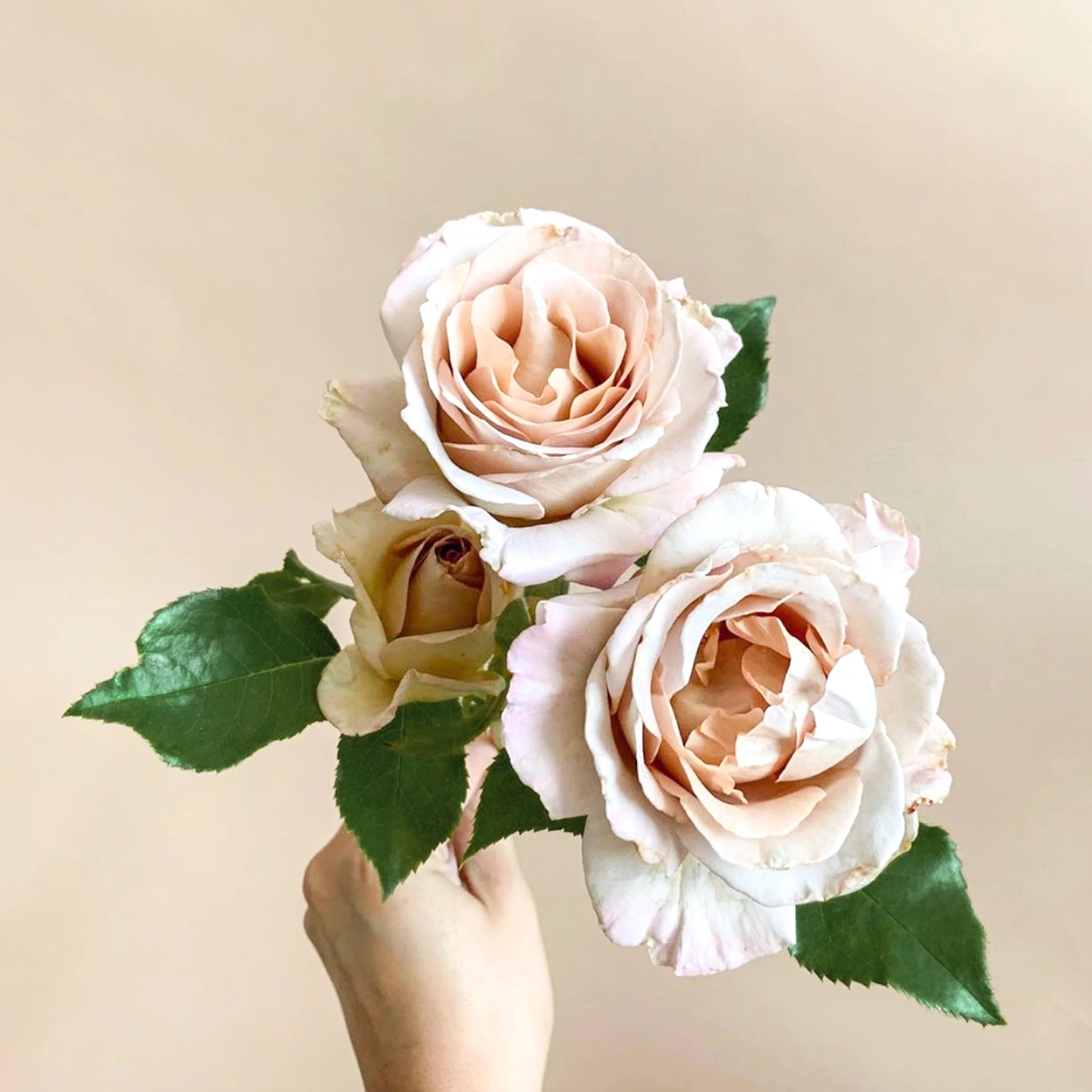 Stephen Rulo Potted Rose Bush - Image 4