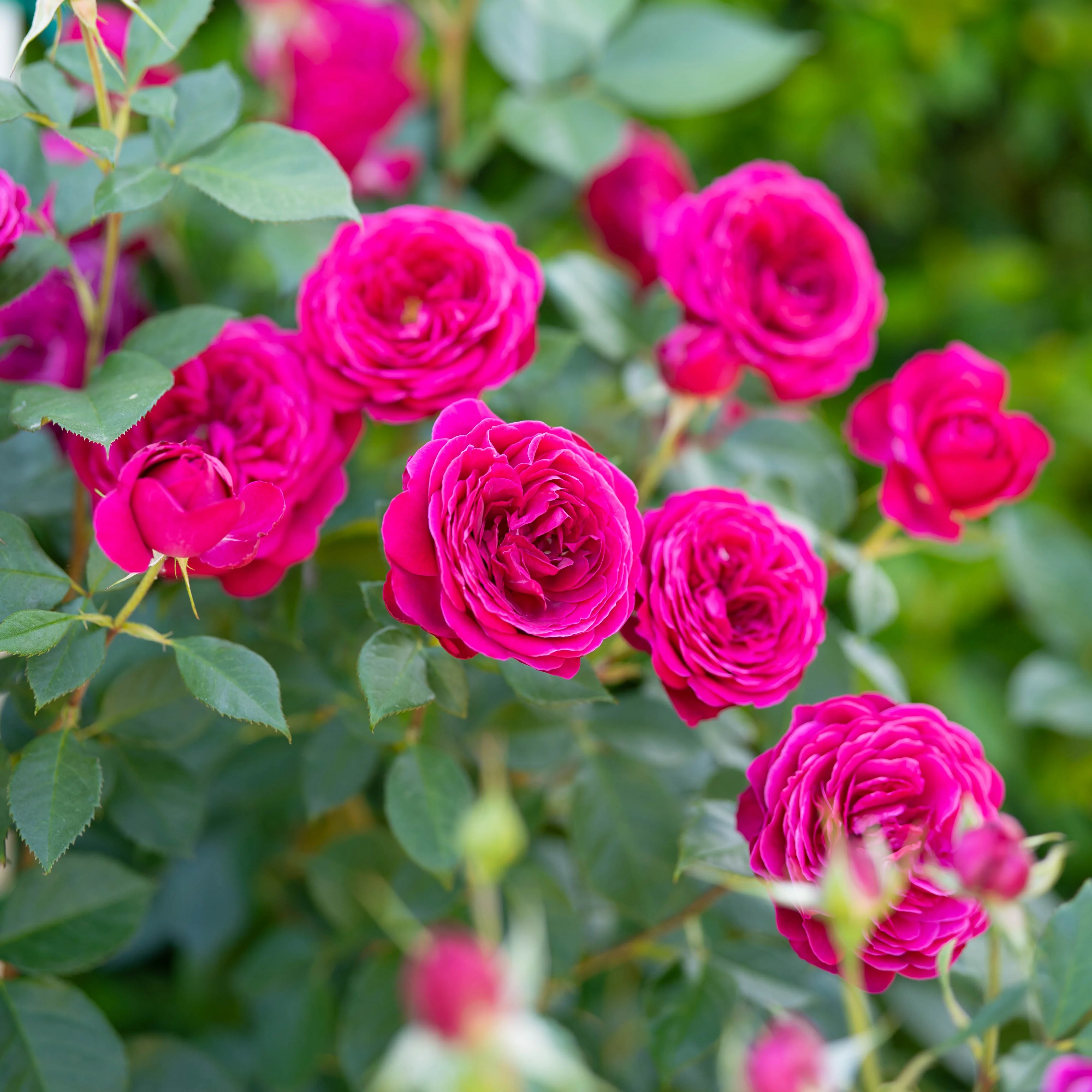 Celestial Night® Potted Tree Rose - Image 4