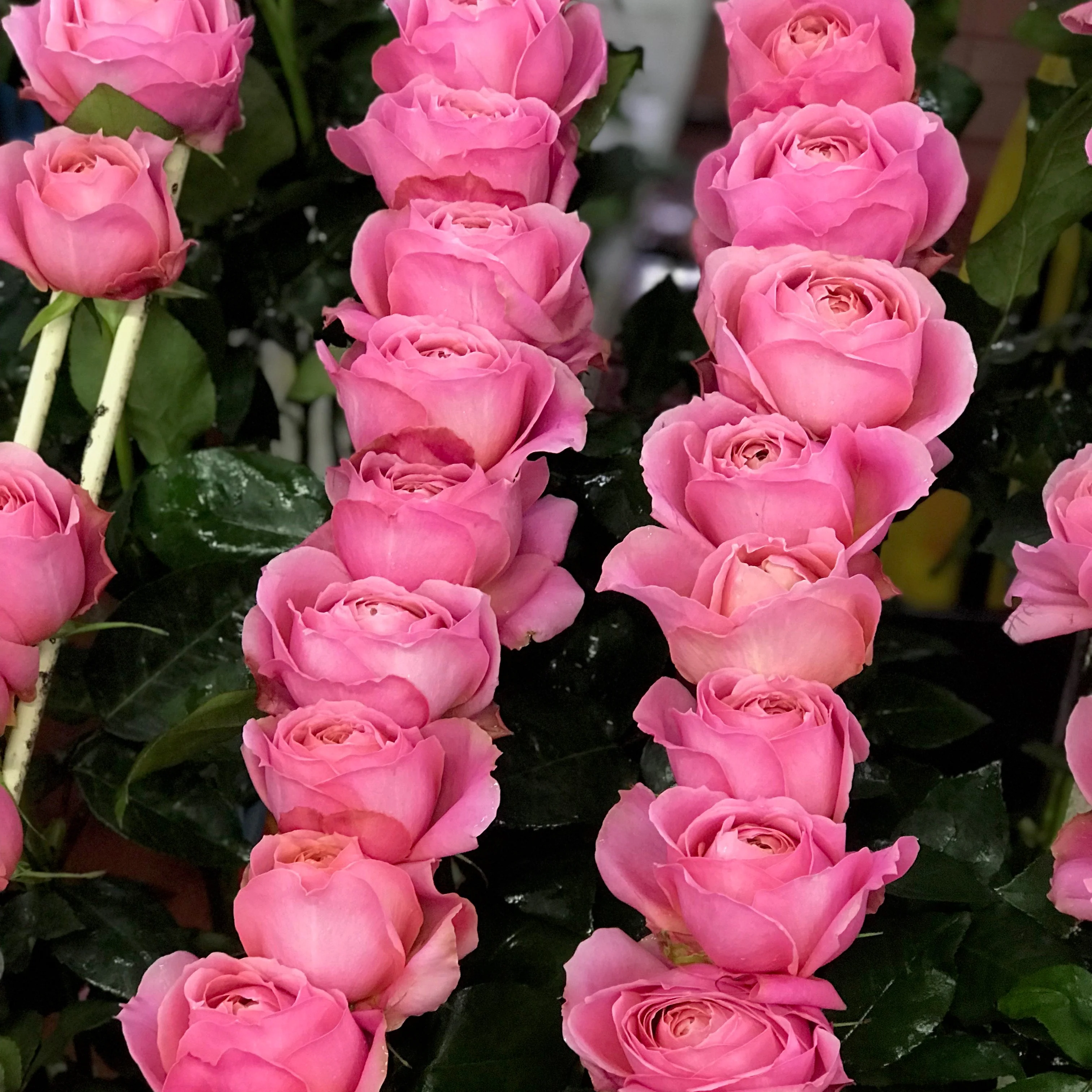 The Rose Immersion - A Colombian Floral Retreat at the World's Finest Rose Farm (Deposit) - Image 10