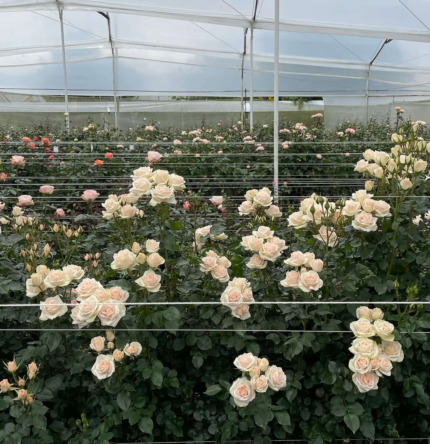 The Rose Immersion - A Colombian Floral Retreat at the World's Finest Rose Farm (Deposit) - Image 6