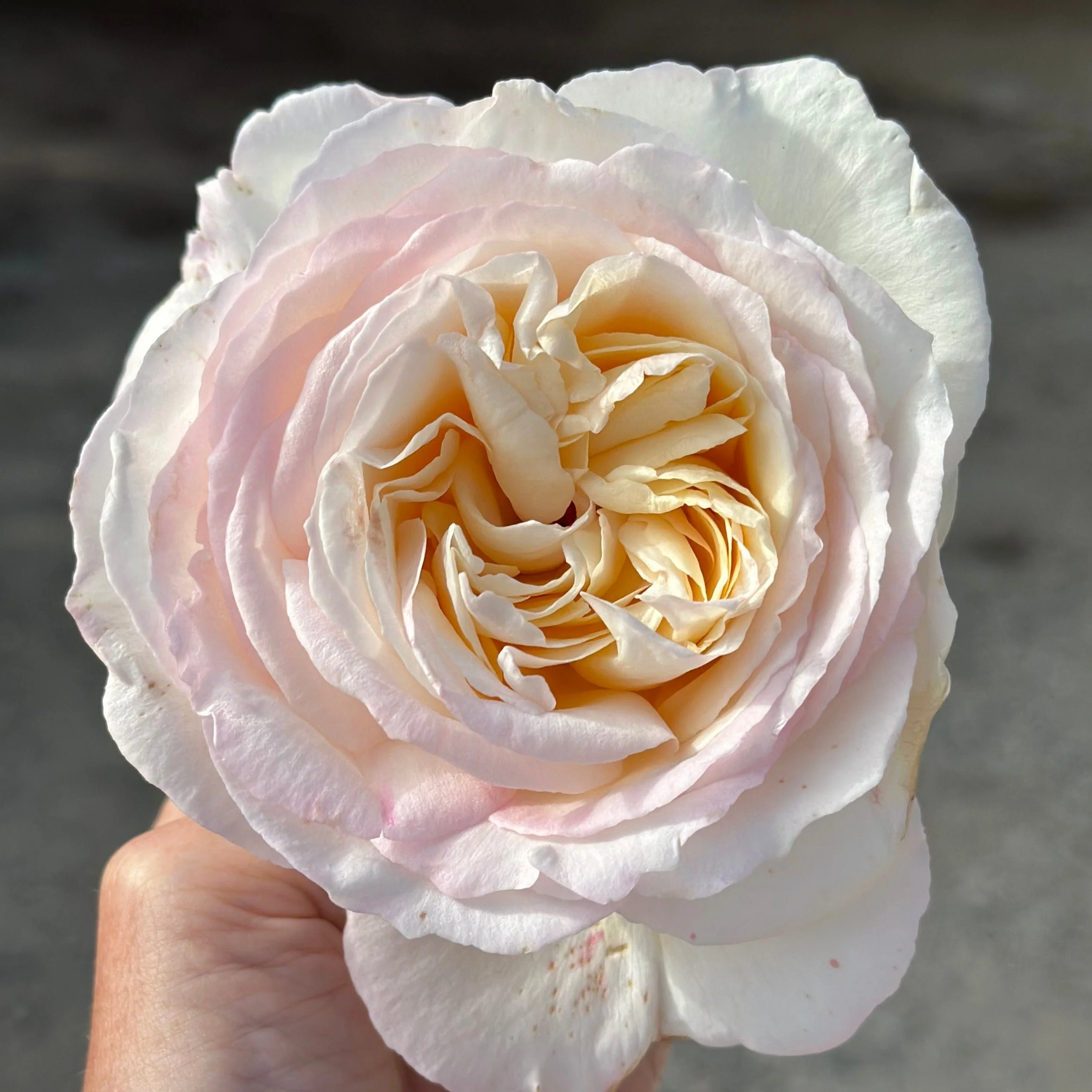 Top Cream™ Potted Rose Bush - Image 4