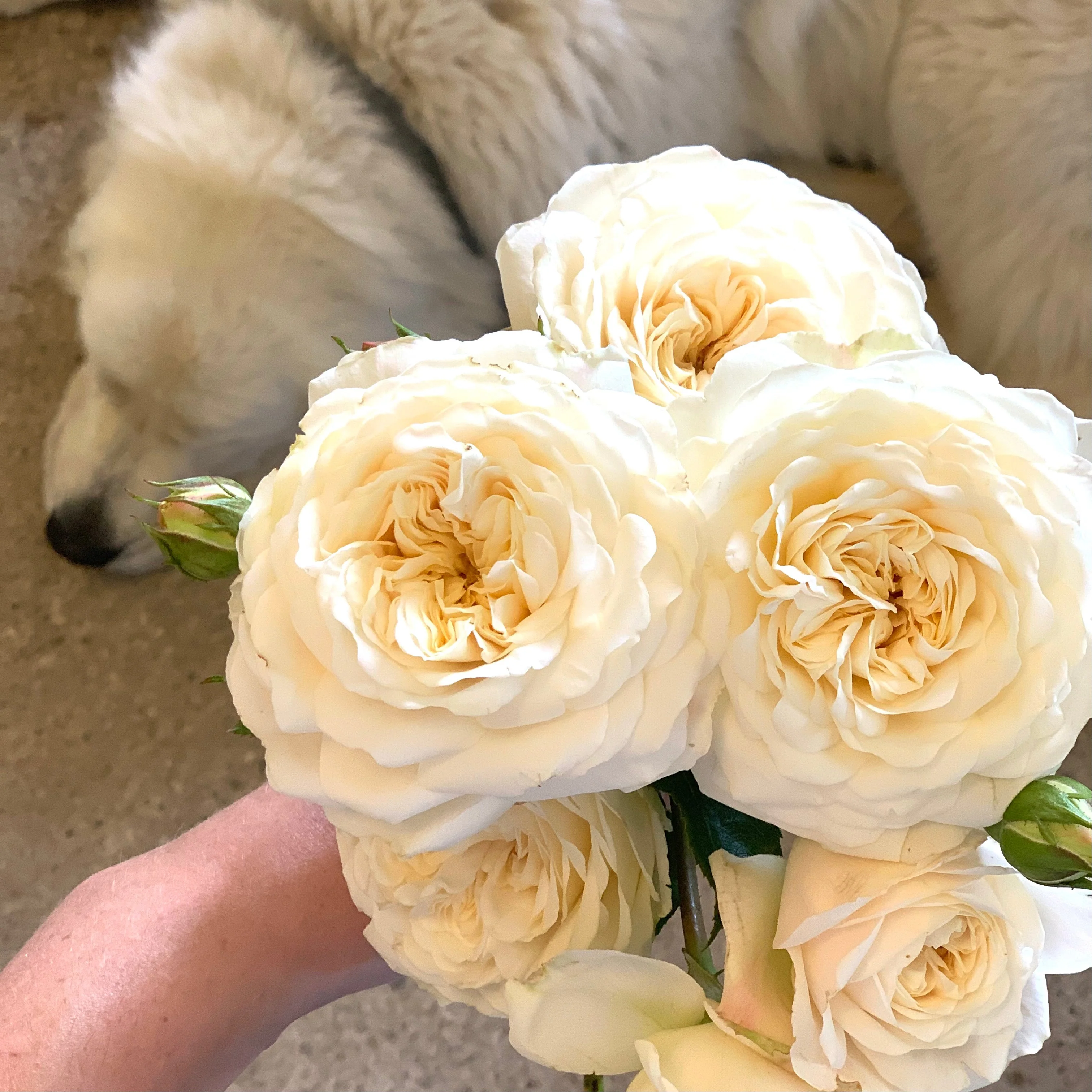 David Austin ® Tranquillity Potted Rose Bush - Image 11