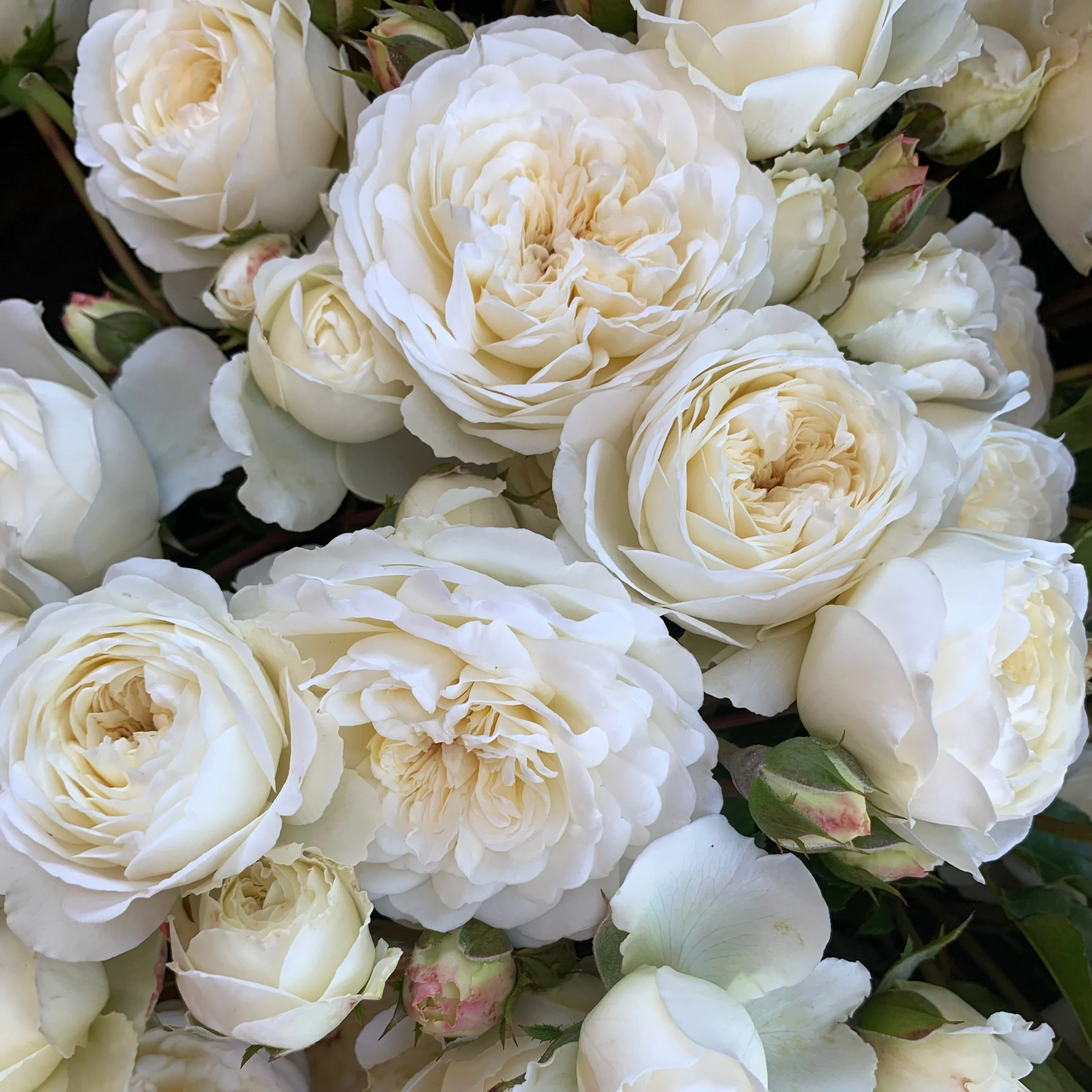 David Austin ® Tranquillity Potted Rose Bush - Image 3