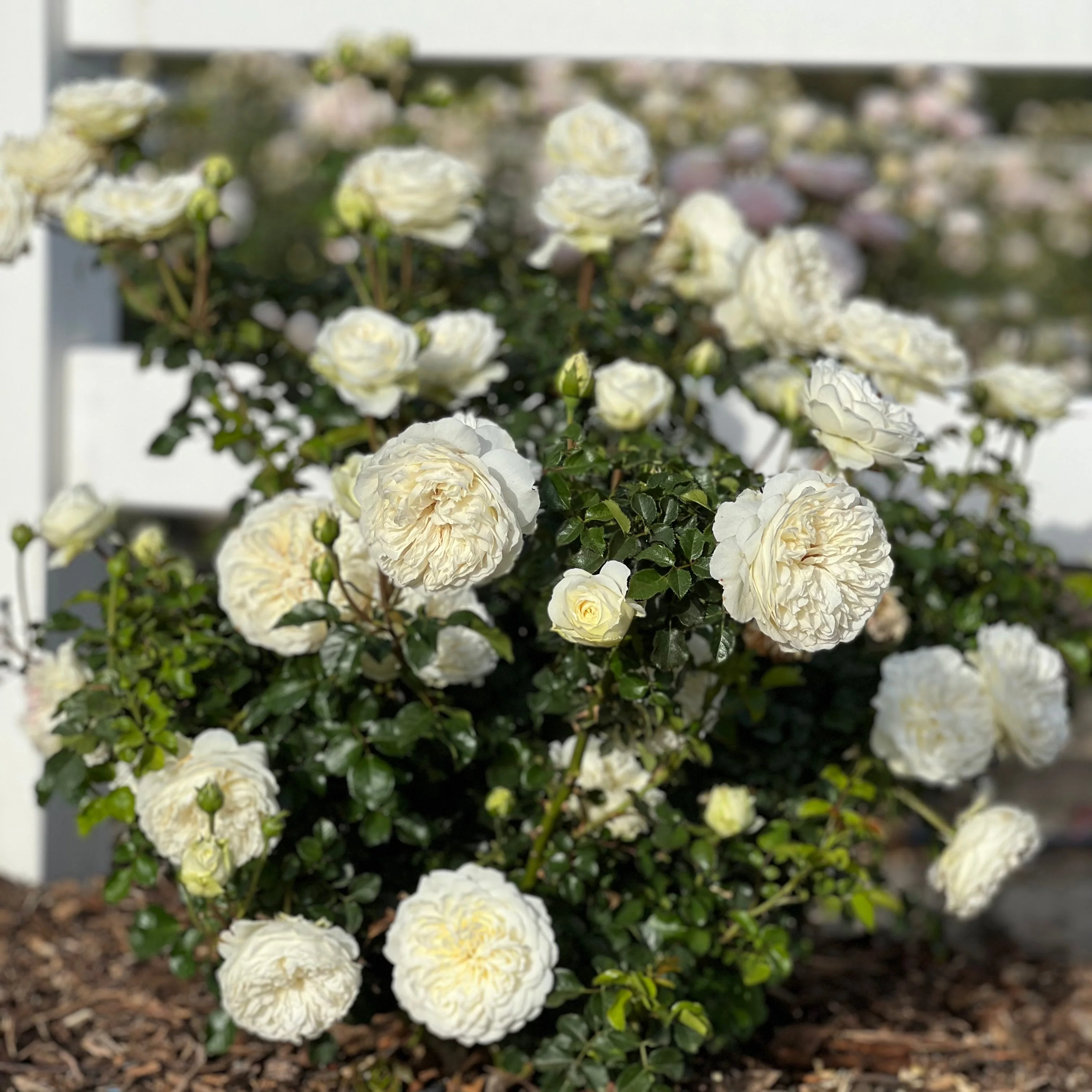 David Austin ® Tranquillity Potted Rose Bush - Image 4