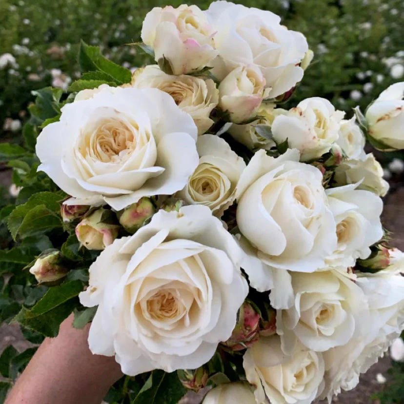 David Austin ® Tranquillity Potted Rose Bush - Image 5