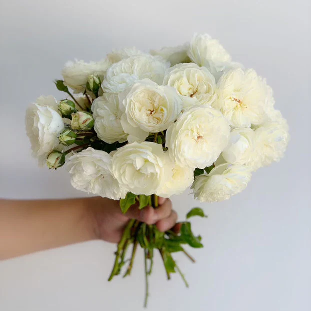 David Austin ® Tranquillity Potted Rose Bush - Image 6