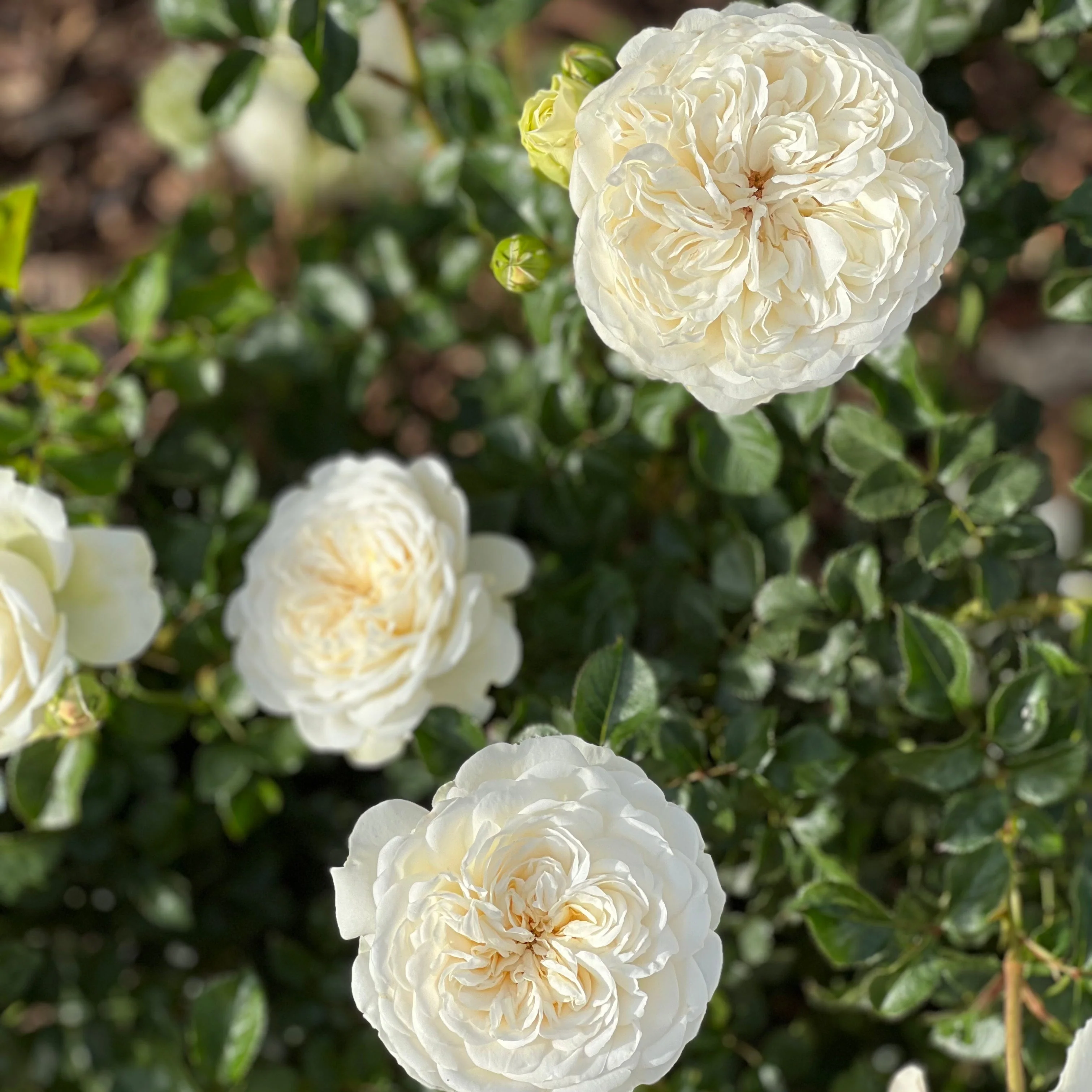 David Austin ® Tranquillity Potted Rose Bush - Image 7