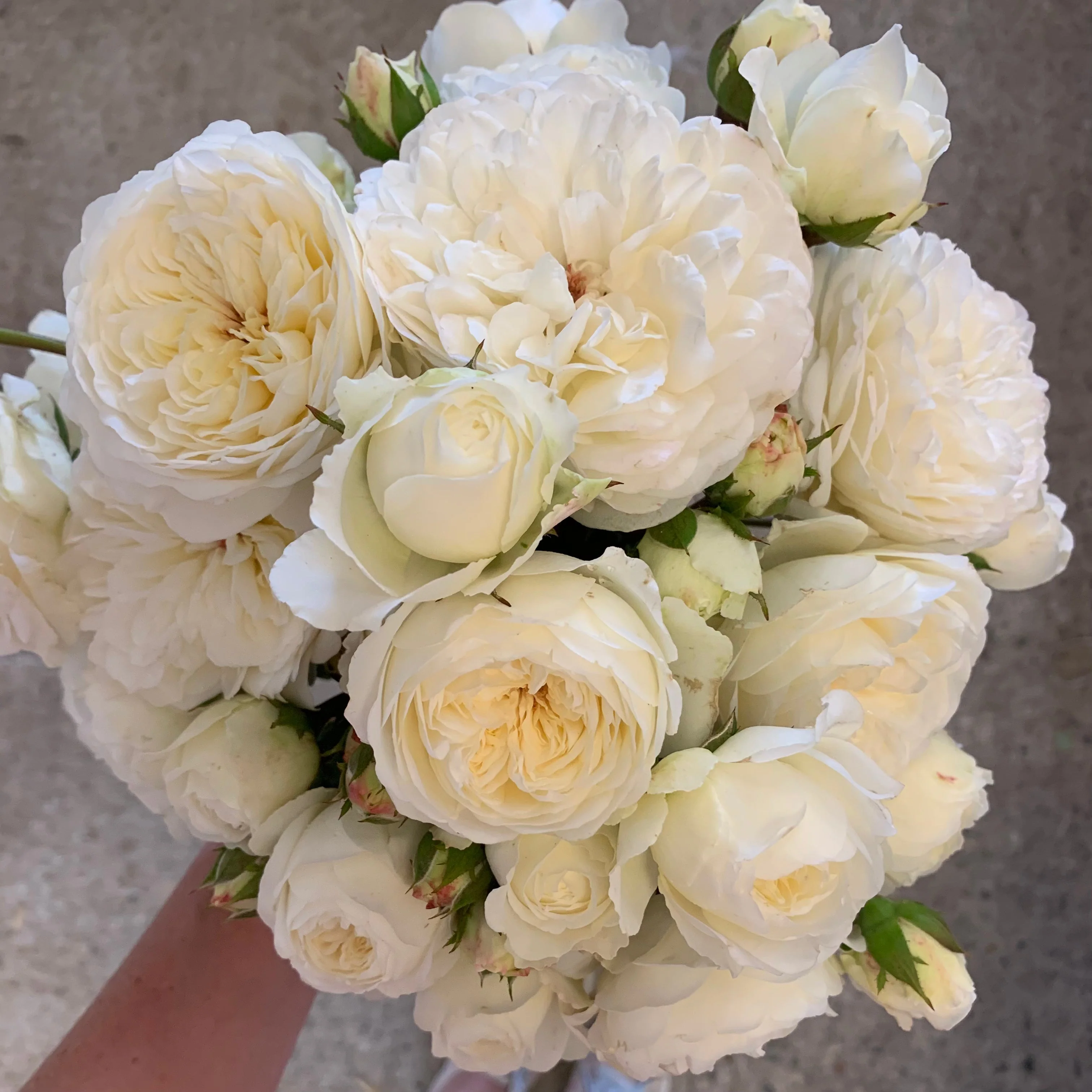 David Austin ® Tranquillity Potted Rose Bush - Image 8