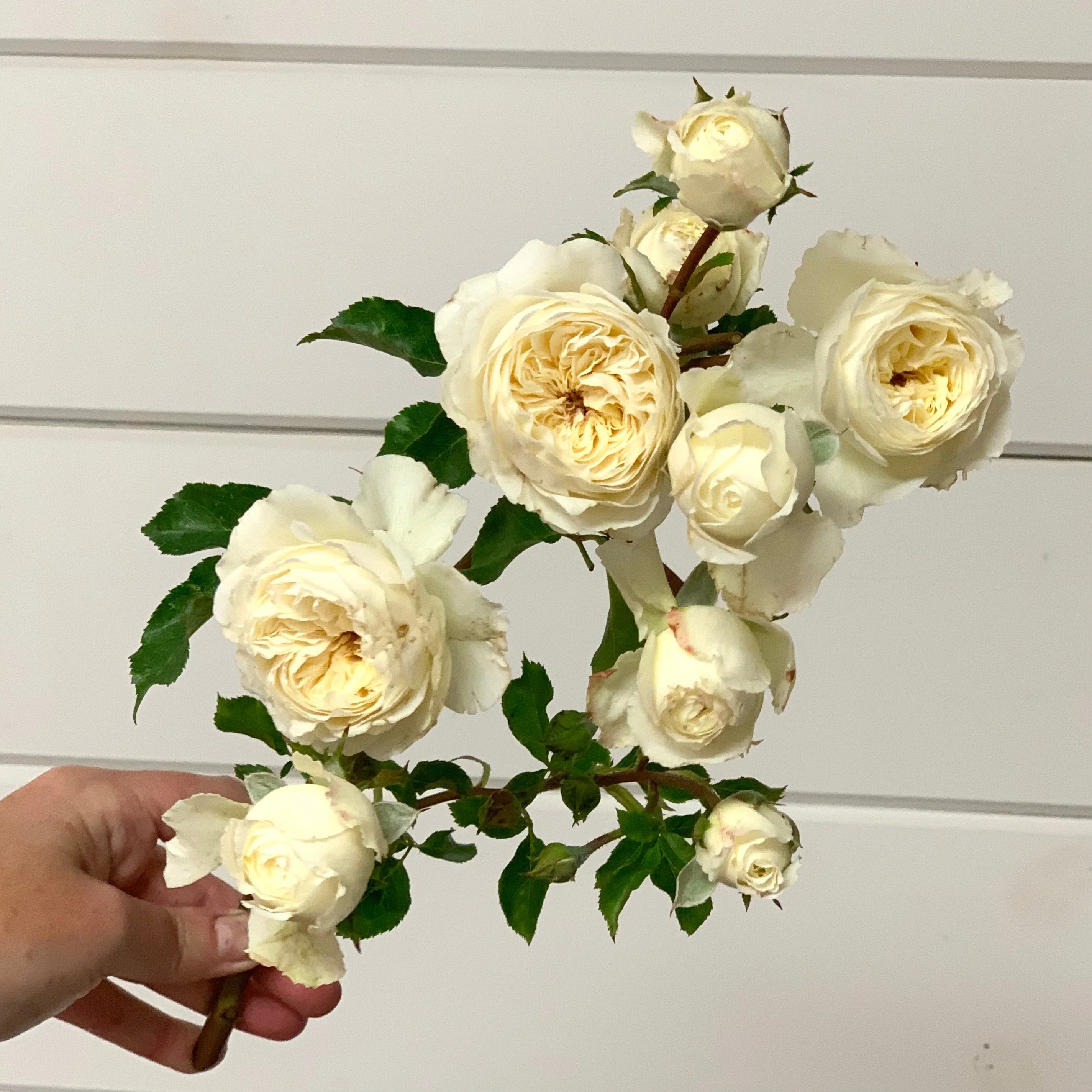 David Austin ® Tranquillity Potted Rose Bush - Image 9