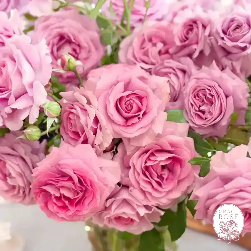 Violets Pride™ Potted Rose Bush - Image 3