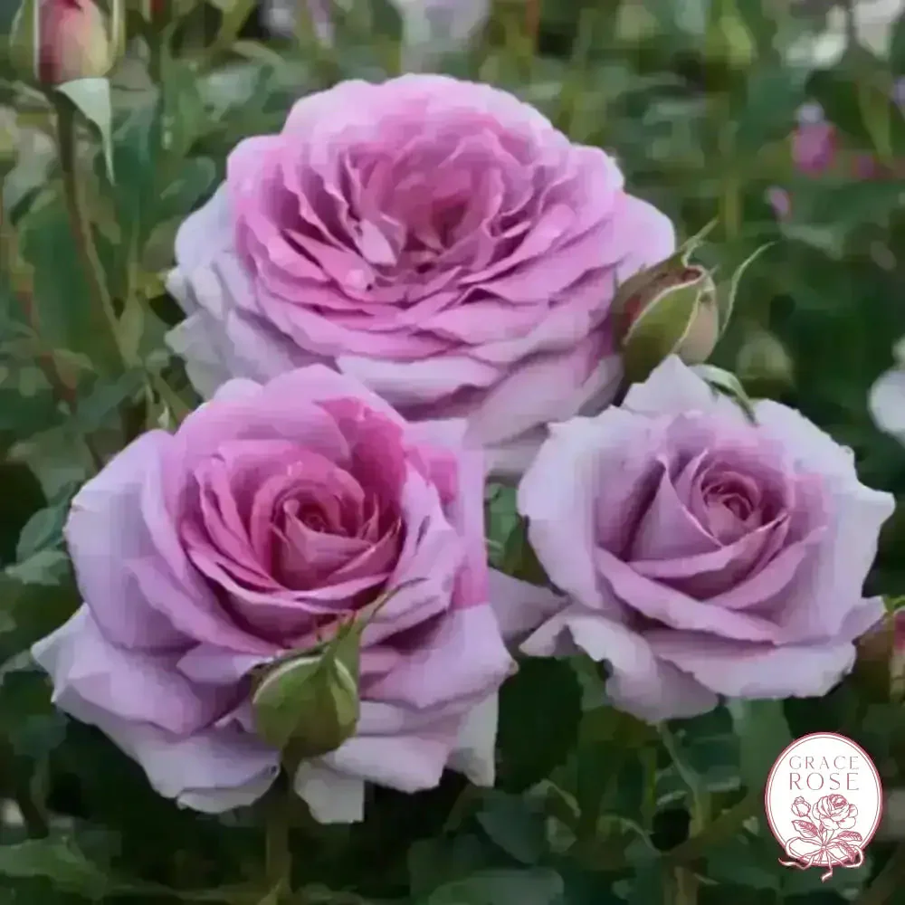 Violets Pride™ Potted Rose Bush - Image 4