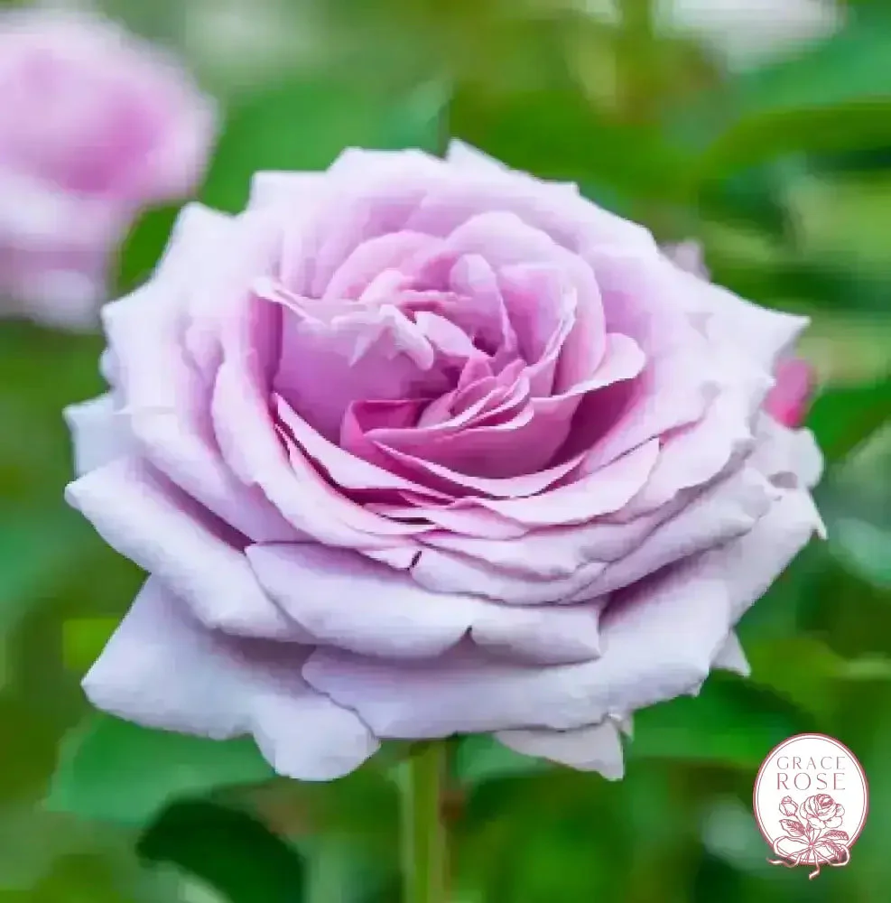 Violets Pride™ Potted Rose Bush - Image 6