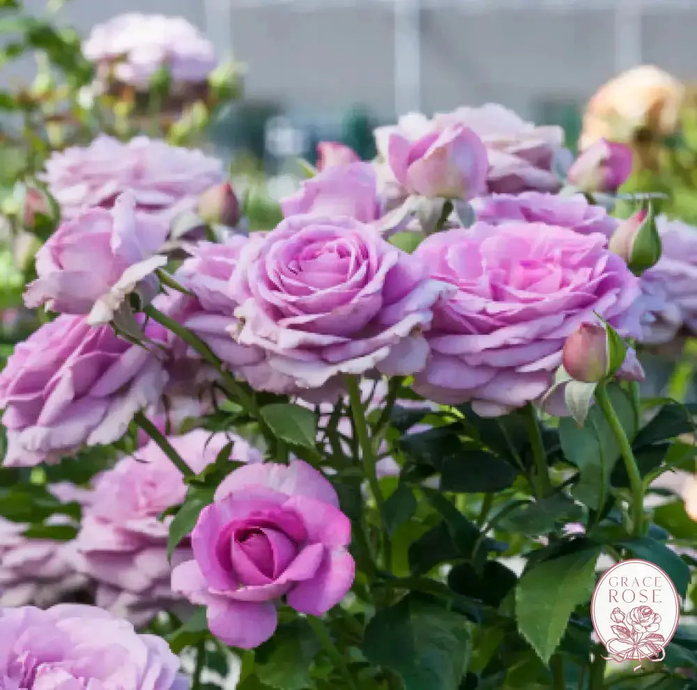 Violets Pride™ Potted Rose Bush - Image 7