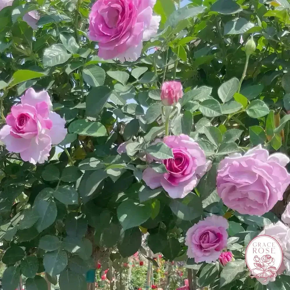 Violets Pride™ Potted Rose Bush - Image 8
