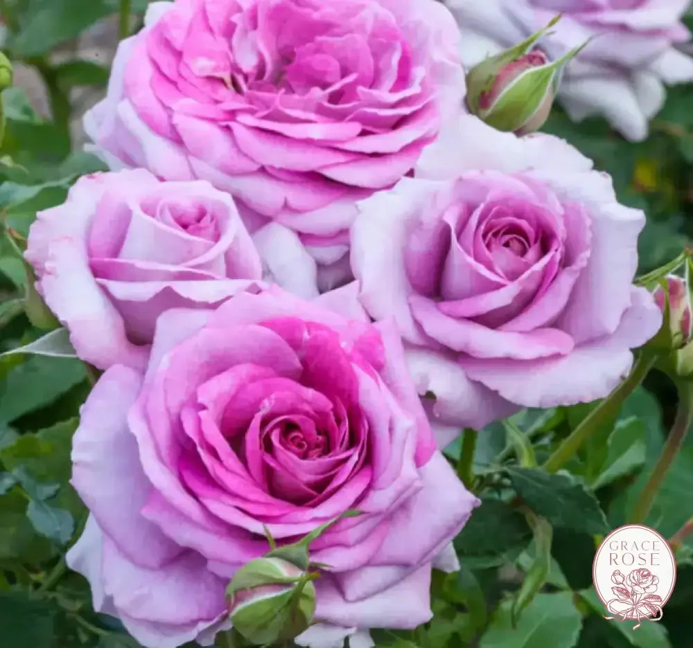 Violets Pride™ Potted Rose Bush - Image 9