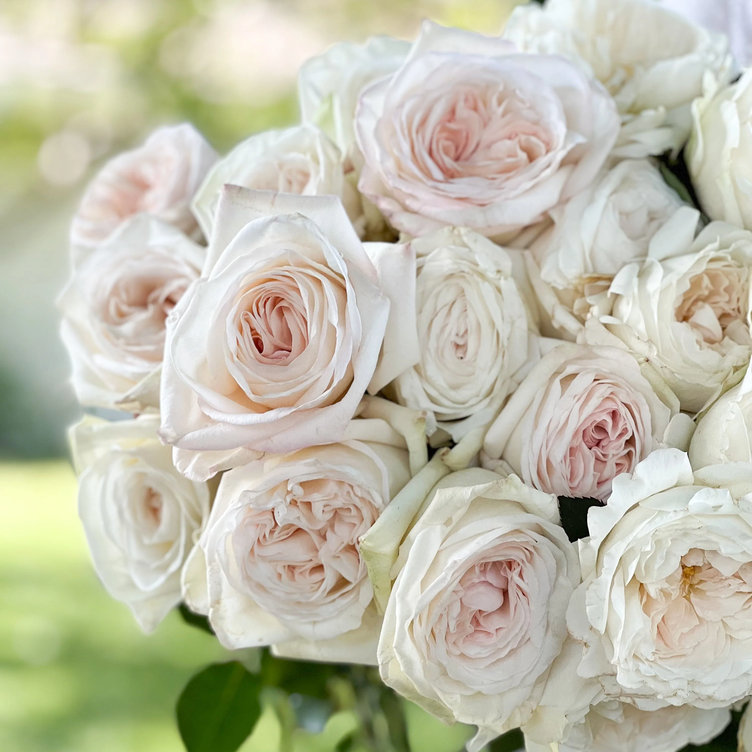 White Garden Rose Bundle - Image 3