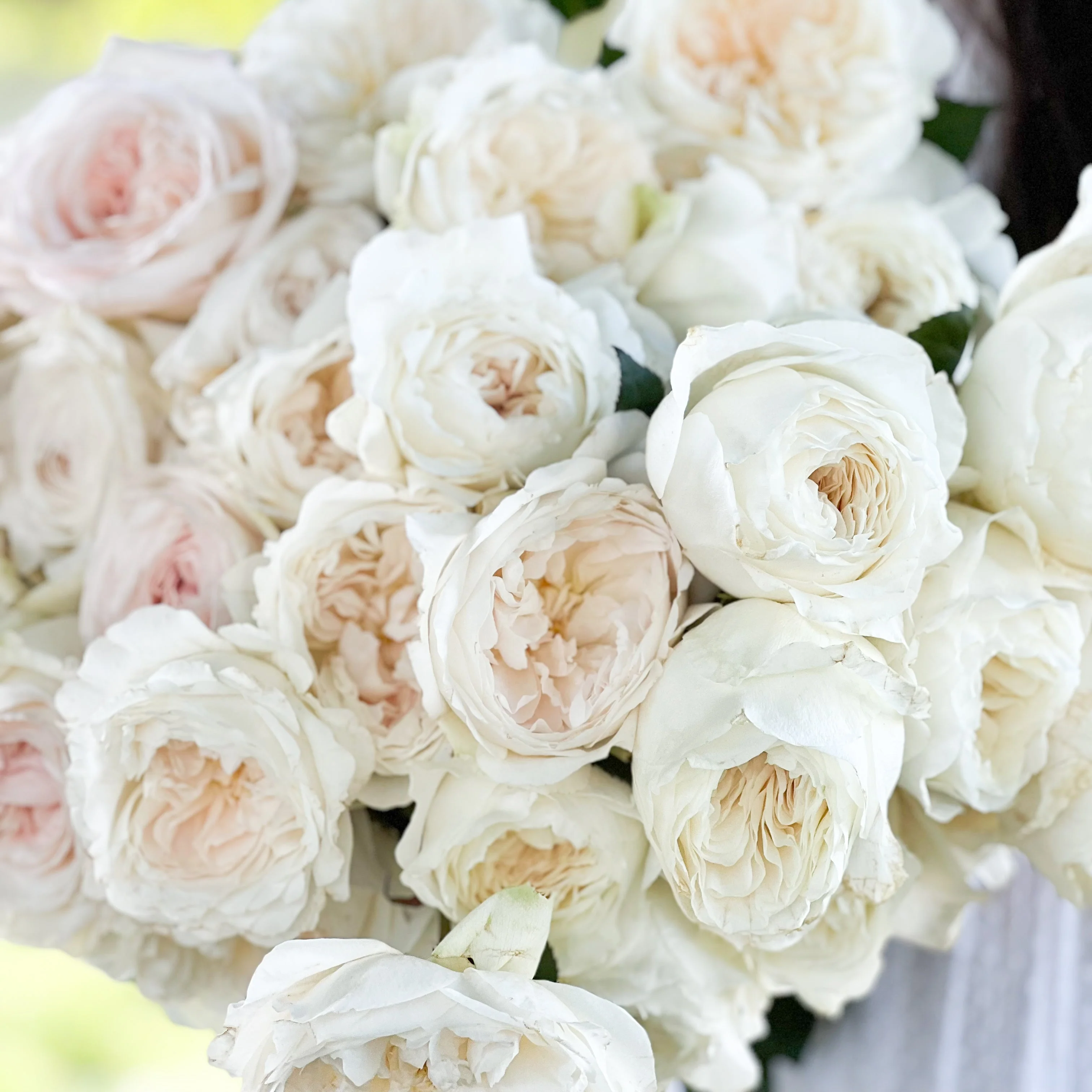 White Garden Rose Bundle - Image 4